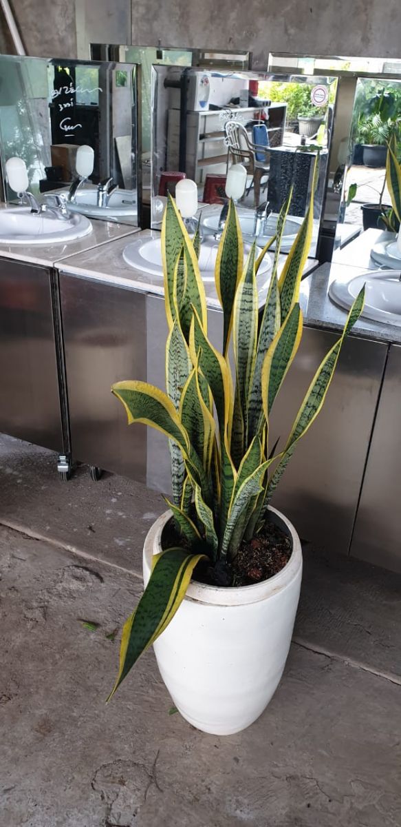 Beginilah 48+ Tanaman Hias Anthurium Bunga Memiliki Keistimewaan Pada